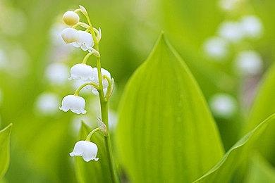 《鬼武者：剑之道》制作始于2020年 正全力开发